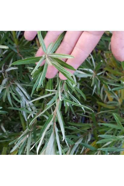 Обліпиха Лорд - довге вузьке сріблясто-зелене листя